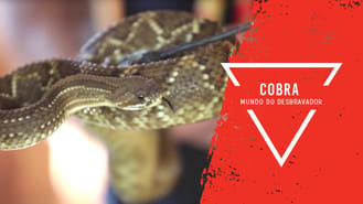 thumbnail - Vídeo Aula - Cobras