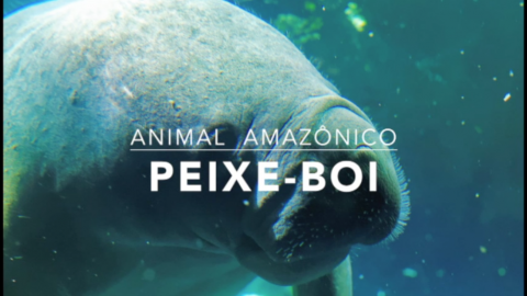 Animais: Peixe-boi – 1º Trimestral 2016
