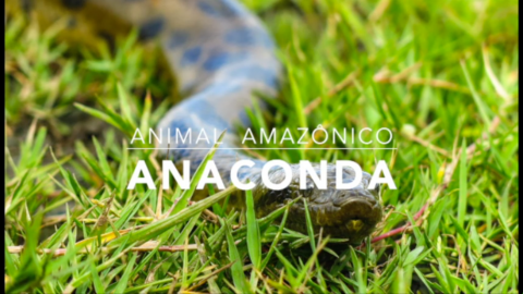 Anaconda – 1º Trimestral 2016