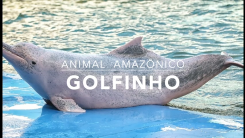 Animais: Golfinho – 1º Trimestral 2016