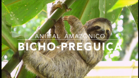 Animais: Bicho-preguiça – 1º Trimestral 2016