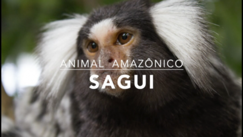 Animais: Sagui – 1º Trimestral 2016