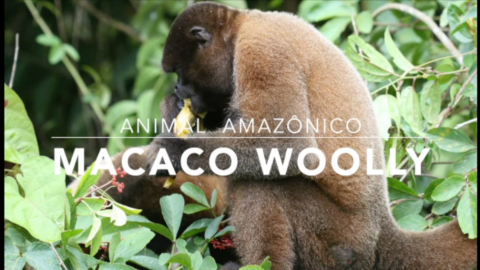 Macaco Woolly – 1º Trimestral 2016