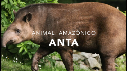 Animais: Anta – 1º Trimestral 2016