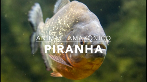 Animais: Piranha – 1º Trimestral 2016