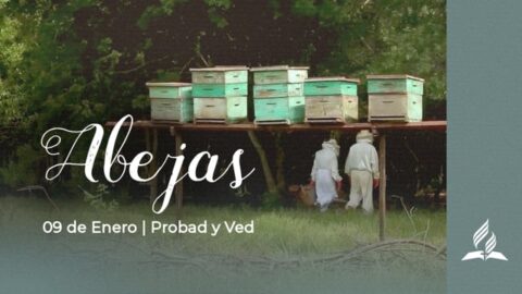 Probad y ved - 09 Enero 2021 | ABEJAS
