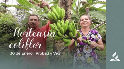 Probad y ved - 30 Enero 2021 | Hortensia coliflor