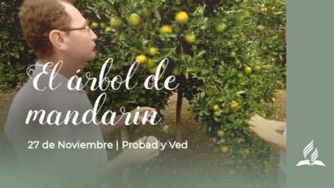 EL ÁRBOL DE MANDARINA | PROBAD Y VED (27 de Noviembre)