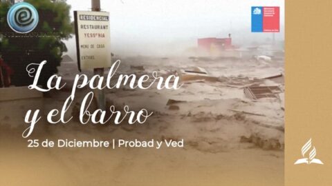 LA PALMERA Y EL LODO | PROBAD Y VED (25 de Diciembre)