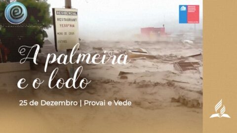 A PALMEIRA E O LODO