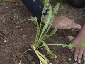 Más de doce mil plantones de Pino fueron sembrados en Cusco