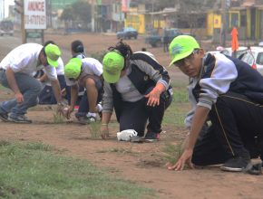 Perú: 45,000 plantones fueron sembrados por escolares