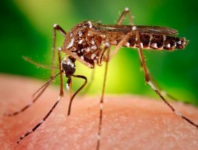 Propagación explosiva del virus zika exige acción de la populación