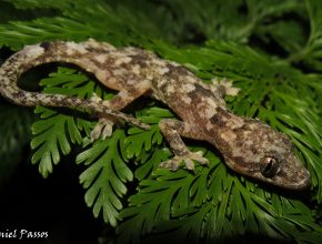 El lagarto que “evolucionó” y quedó ciego