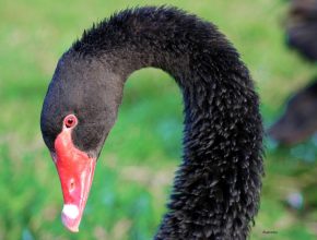 El cisne negro