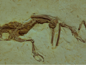 El fósil de un sapo descubierto en Brasil, refuerza la teoría creacionista