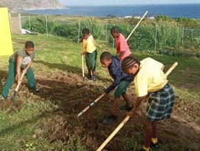 Escuela Adventista enseña agricultura a sus estudiantes en una isla del caribe
