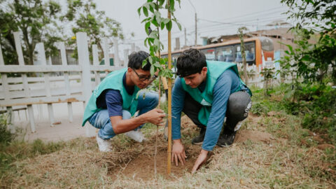 Alumnos de la Universidad Peruana Unión plantan mil árboles en Lima