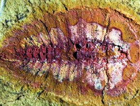 O mistério da “explosão cambriana”