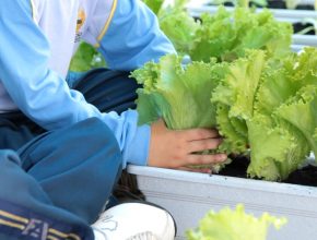 Crianças cultivam horta na escola e aprendem a comer saladas