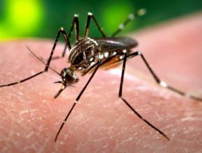 Escolas adventistas se unem contra mosquito do zika vírus