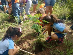 Voluntários realizam mutirão para plantio de árvores
