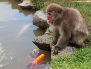 O macaco, o peixe e a arrogância