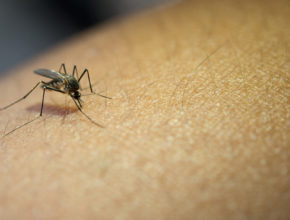 Igreja alerta sobre proliferação do mosquito da dengue no período de quarentena