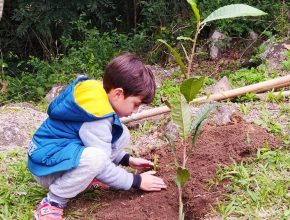 Alunos de Imbituba ganham mudas de árvores na Semana do Meio Ambiente