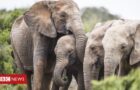 A mutação dos elefantes sem presa