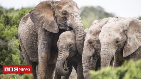 A mutação dos elefantes sem presa