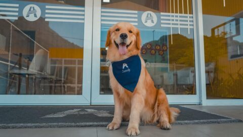 No Dia Mundial do Cachorro, conheça a golden retriever que ajuda a reduzir a ansiedade de estudantes