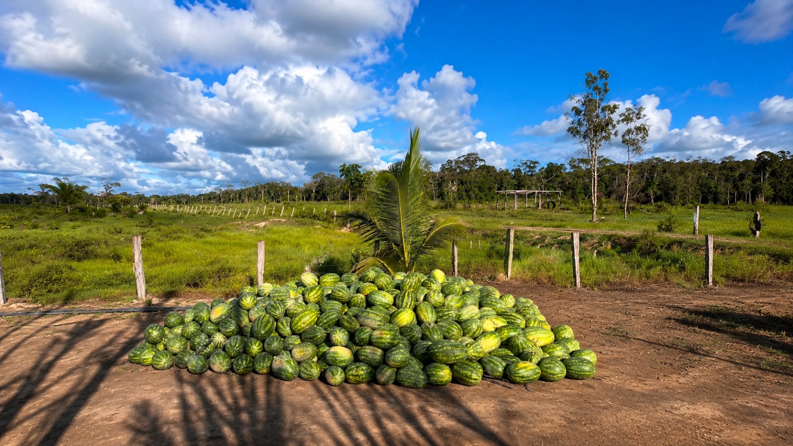 Agricultor transforma colheita de melancias em apoio evangelístico para a Missão Calebe