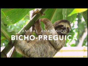 Bicho-preguiça - 1º Trimestral 2016