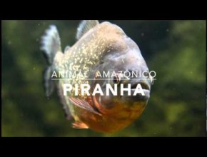 Piranha - 1º Trimestral 2016