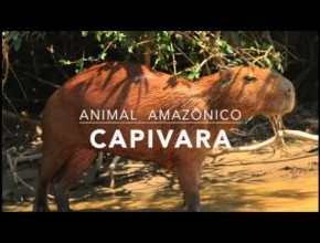 Capivara - 1º Trimestral 2016