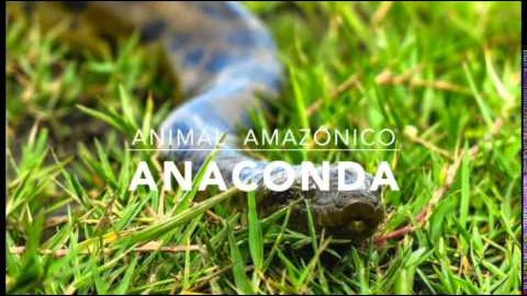 Anaconda - 1º Trimestral 2016