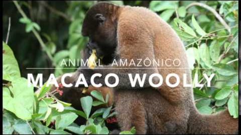 Macaco Woolly  - 1º Trimestral 2016